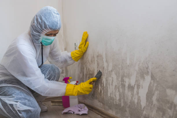 Best Industrial Mold Remediation in Cold Springs, NV