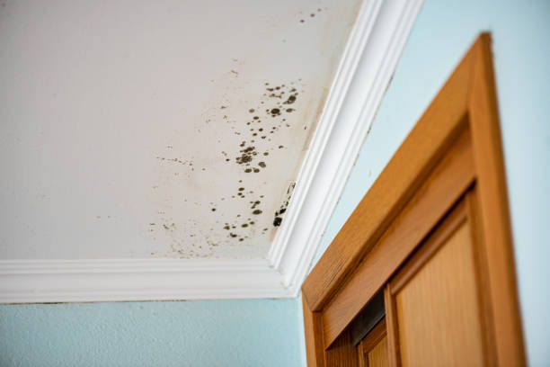 Best Kitchen Mold Remediation in Cold Springs, NV