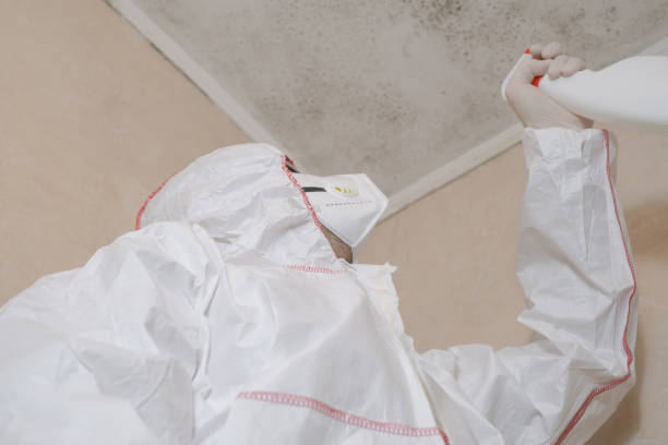 Best Residential Mold Remediation in Cold Springs, NV