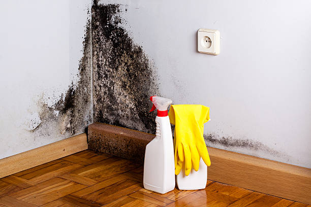 Best Industrial Mold Remediation in Cold Springs, NV
